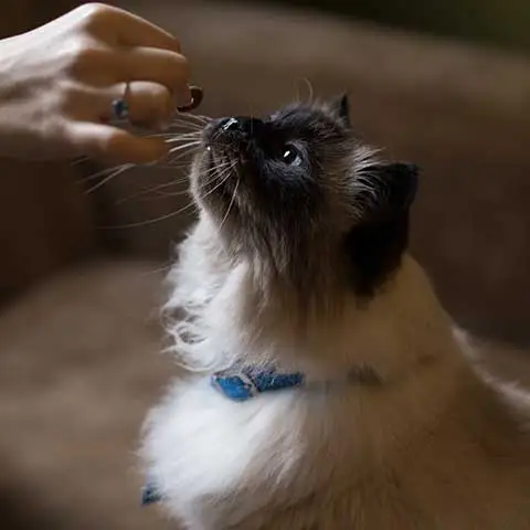 Meow!
