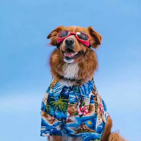 Meow!
